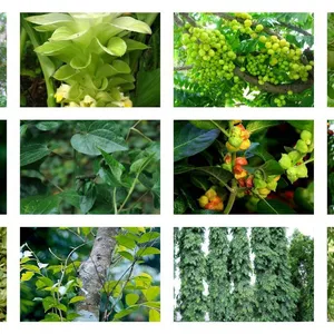 Imagem de capa para o Ebook Plantas Medicinais: um guia de introdução 