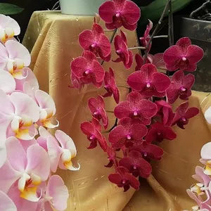 Imagem de capa para o Ebook Cuidados com Orquídeas