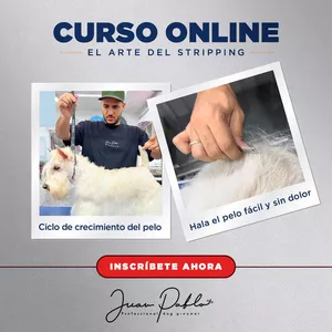 Imagen de portada para Curso online El Arte del Stripping