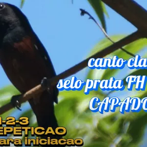 Imagem de capa para o Curso online SELO PRATA FH 30 ANOS CAPADOCIA SEM REPETICAO 1-1-2-3