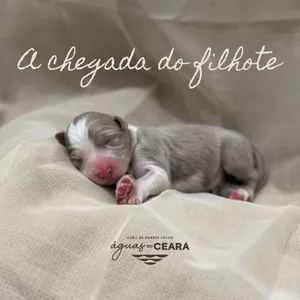 Curso A chegada do filhote