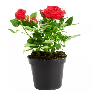 Imagen de portada para Curso online SUPER COLECCIÓN CANVA