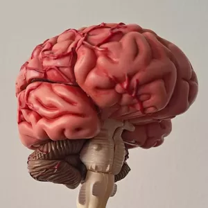 Imagen de portada para Curso online Neurociencia de las Adicciones para Educadores