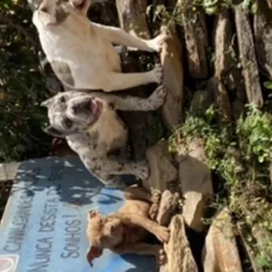 Imagem de capa para o Ebook Pet