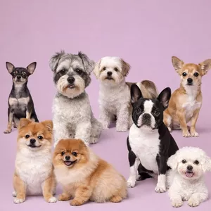 Imagem do curso 30 Receitas Saudáveis para Pet