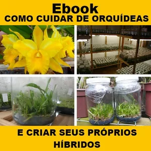 Manual Como Cuidar De Orquídeas E Criar Seus Próprios Híbridos