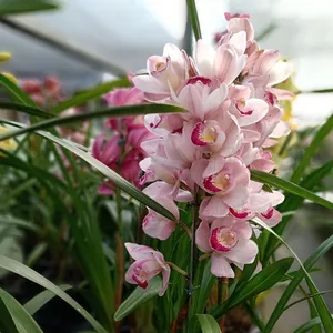 Imagem de capa para o Curso online Clube Assinatura Floral