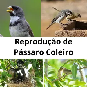 Imagem de capa para o Ebook Reprodução de Coleiro em Cativeiro 