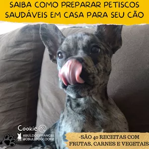 Imagem do curso RECEITAS E PETISCOS SAUDÁVEIS PARA SEU CÃO
