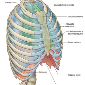 Imagem de capa para o Ebook Apostila de Anatomia - Caixa Torácica 