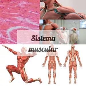 Imagem principal do produto Resumo completo de Sistema muscular para ensino médio 