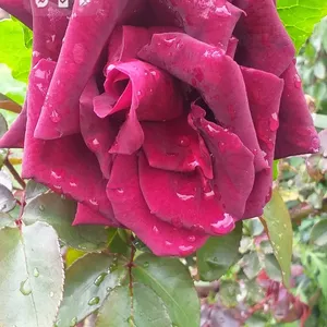 Imagen de portada para Curso online Sam cosmetic moda aestetick