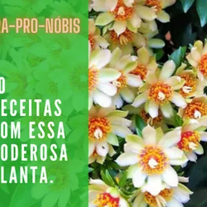 Imagem de capa para o Ebook Ora-pro-nóbis