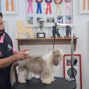 Imagem de capa para o Curso online Tosa bebê com agilidade com Vanderlei Lopes