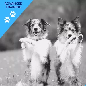 Cover image for Ebook GooDog Advanced Training