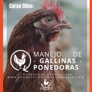 Imagen de portada para Curso online Manejo de Gallinas Ponedoras