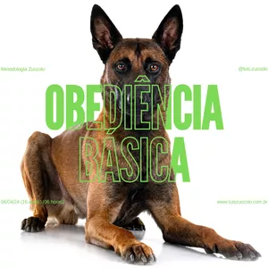 Imagem do curso (15º CURSO ONLINE) MOD. OBEDIÊNCIA BÁSICA