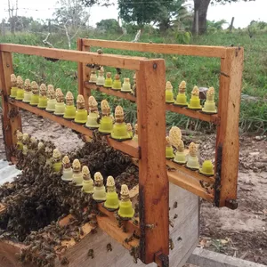 Curso CURSO PRODUÇÃO DE RAINHAS COM TNA NUNES