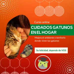 Imagen de portada para Curso online Cuidados Gatunos en el Hogar + 3 Bonos Gratuitos