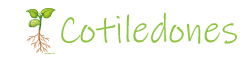 Cotiledones
