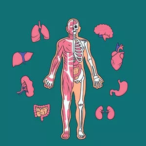 Imagem de capa para o Ebook eBook - Sistemas do Corpo Humano + Bônus - Localização dos Órgãos e Glândulas 