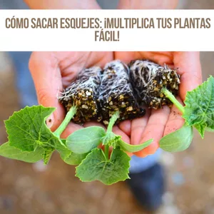 Imagen de portada para Ebook Cómo Sacar Esquejes: ¡Multiplica Tus Plantas Fácil!