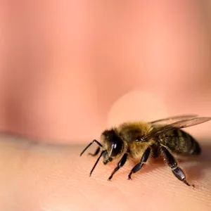 Imagen de portada para Curso online Apiterapia en Estética y Antienvejecimiento