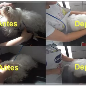 Imagem de capa para o Curso online Curso de Banho e Tosa (Maltês)