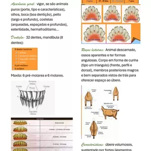 Imagem de capa para o Curso online RESUMO CARACTERÍSTICAS DE RAÇAS OVINOCULTURA 