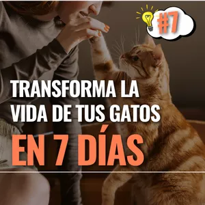 Imagen de portada para Curso online Transforma la Vida de tus Gatos en 7 Días