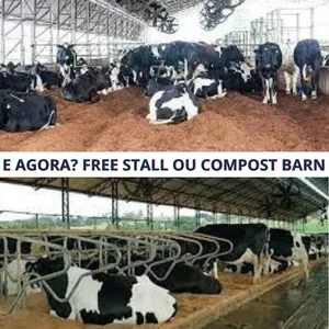 Imagem de capa para o Ebook E AGORA? FREE STALl OU COMPOST BARN