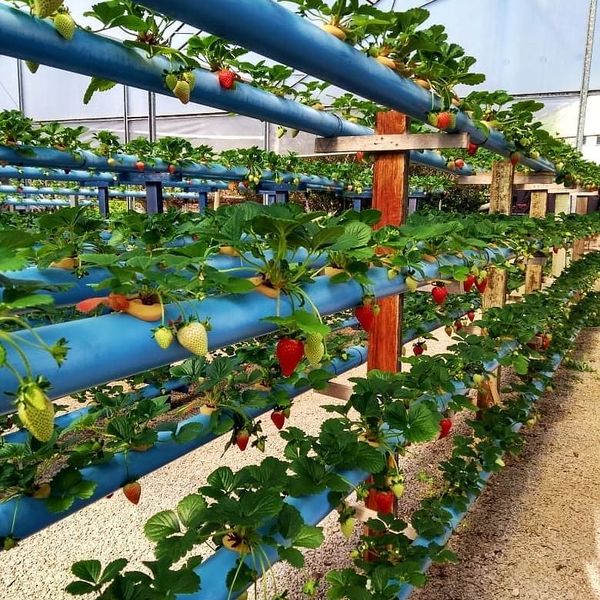 Hidroponia Danilo Santos Silva Learn A New Skill Ebooks Or Documents Hotmart