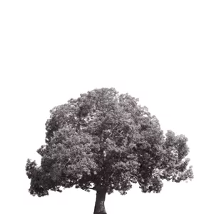 Imagem de capa para o Serviço online Labbing Care