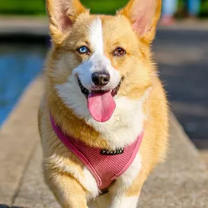 Imagem de capa para o Ebook Ebook Curso de Adestramento