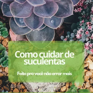 Imagem do curso Como cuidar de suculentas