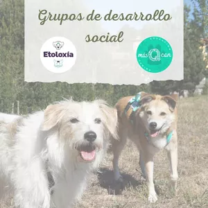 Imagen de portada para Curso online Grupos de Desarrollo Social 