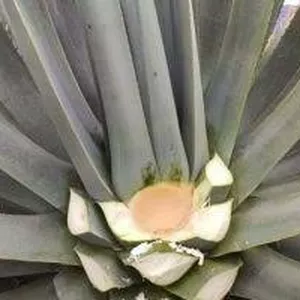 Imagen de portada para Curso online Upi 