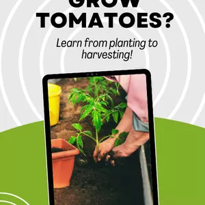 Cover image for Ebook How to grow tomatoes?