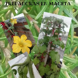 Imagen de portada para Ebook aprende a cultivar plantas rastreras y trepadoras en maceta