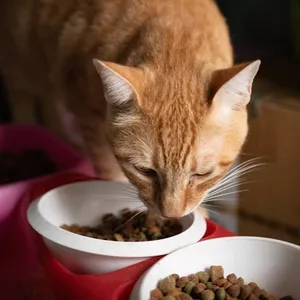 Imagen de portada para Ebook Nutrición óptima para perros y gatos: Guía de alimentación saludable