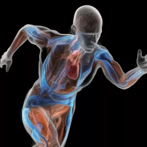 Imagem do curso Fisiologia do Exercício