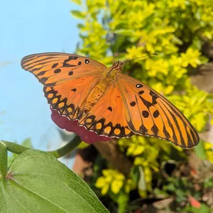 Imagem de capa para o Curso online Butterfly in nature
