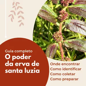 Imagem de capa para o Ebook Guia completo: o poder da erva de santa luzia