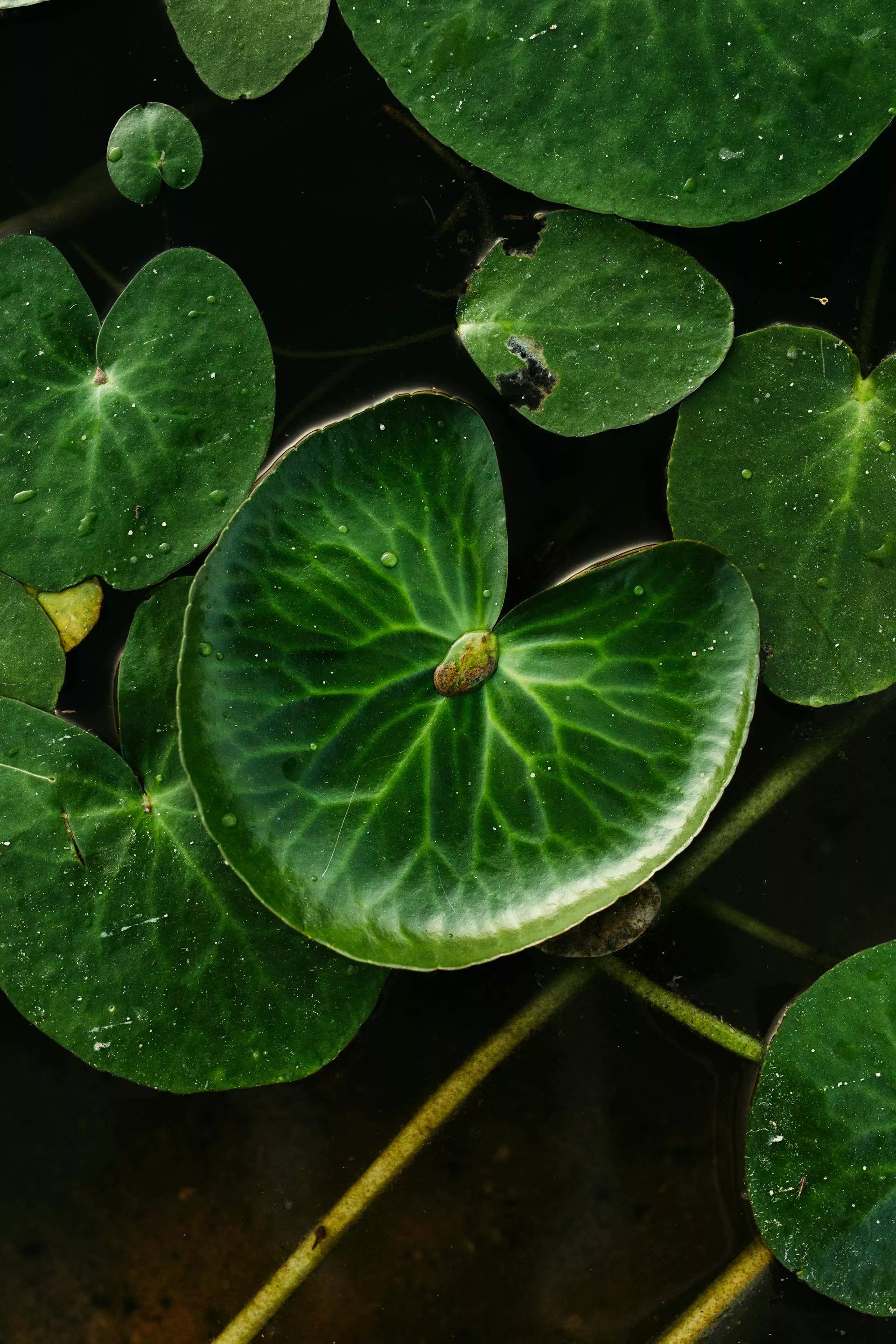 Suporte