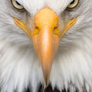 Imagem de capa para o Ebook Desperte Seu Potencial: Um guia prático para o desenvolvimento pessoal