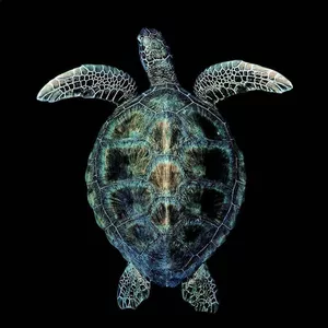 Imagem de capa para o Curso online Mini Curso Tartarugas Marinhas: Biologia e Identificação 