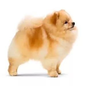 Imagem de capa para o Ebook Guia Definitivo para Cuidar do Seu Pet como Ele Merece