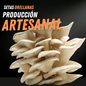 Imagen de portada para Curso online Setas Orellanas Producción Artesanal