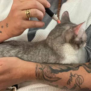 Imagen de portada para Curso online Taller de Moxibustion para animales