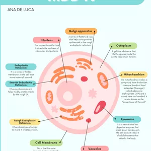 Imagem de capa para o Ebook Resumo de Imunologia